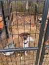 Rascal (Courtesy Post) - Photo 2