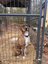 Rascal (Courtesy Post) - Photo 3