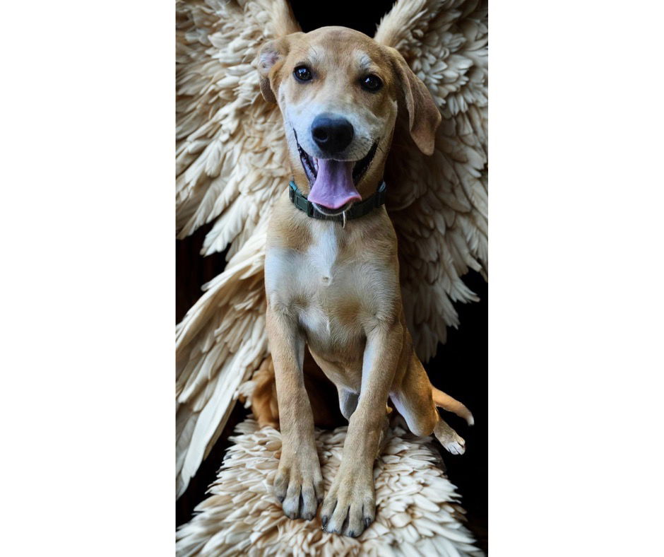 adoptable Dog in Rutherfordton, NC named Abednego