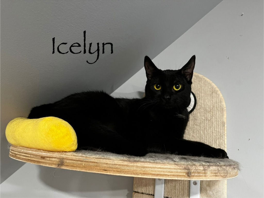 adoptable Cat in Rutherfordton, NC named Icelyn