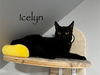 adoptable Cat in rutherfordton, NC named Icelyn