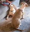 adoptable Dog in  named Poppi (Courtesy Post)
