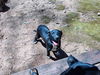 adoptable Dog in rutherfordton, NC named Male Pitweiler (Courtesy Post)