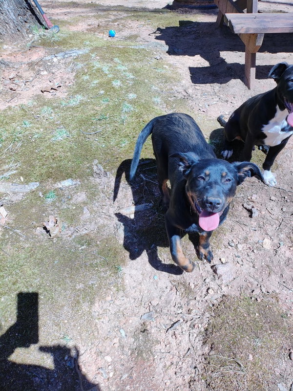 Male Pitweiler (Courtesy Post)