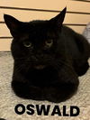 adoptable Cat in rutherfordton, NC named Oswald