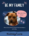 adoptable Dog in  named Nutmeg/Luna