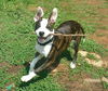 adoptable Dog in  named Sarabi (Courtesy Post)