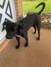 adoptable Dog in rutherfordton, NC named Juice & T-Bone