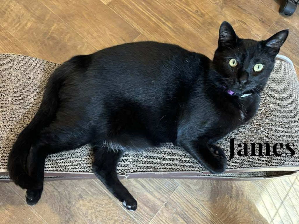 adoptable Cat in Rutherfordton, NC named James