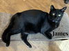 adoptable Cat in rutherfordton, NC named James