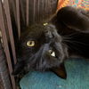 adoptable Cat in rutherfordton, NC named Edward