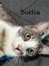 adoptable Cat in rutherfordton, NC named Dottie