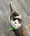 adoptable Cat in rutherfordton, NC named Larissa