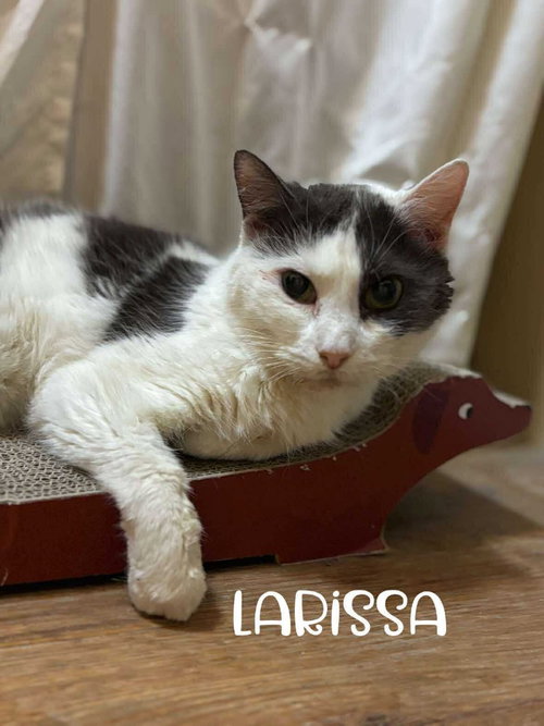 Larissa, Adult Domestic Short Hair, cat for adoption in Hickory, North Carolina