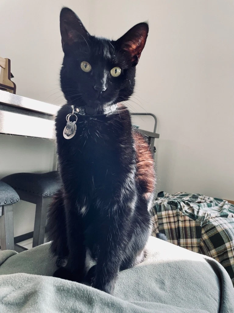 Nova Courtesy Post