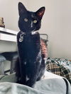 adoptable Cat in rutherfordton, NC named Nova (Courtesy Post)