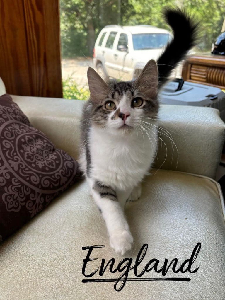 adoptable Cat in Rutherfordton, NC named England