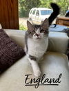 adoptable Cat in rutherfordton, NC named England