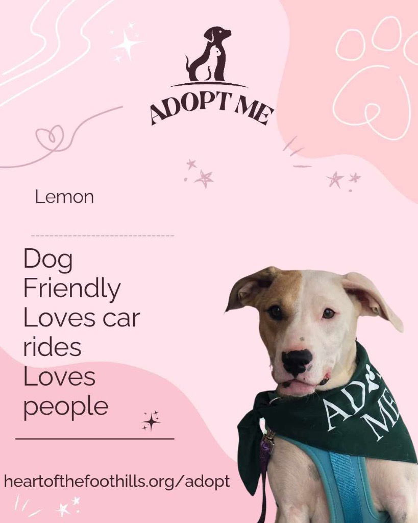 adoptable Dog in Rutherfordton, NC named Lemon