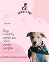 adoptable Dog in rutherfordton, NC named Lemon