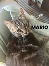 adoptable Cat in rutherfordton, NC named Mario