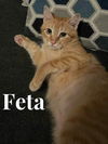 adoptable Cat in rutherfordton, NC named Feta