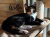 adoptable Cat in rutherfordton, NC named Willa
