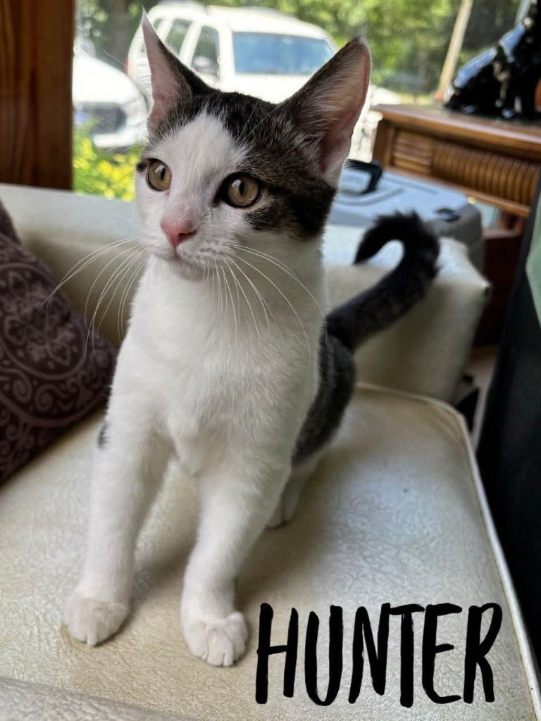 adoptable Cat in Rutherfordton, NC named Hunter
