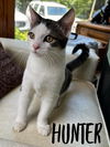 adoptable Cat in rutherfordton, NC named Hunter