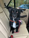 adoptable Dog in  named Jetta (Courtesy Post)