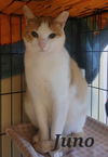 adoptable Cat in rutherfordton, NC named Juno