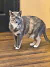 adoptable Cat in Rutherfordton, NC named Blueberry