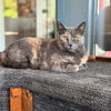 adoptable Cat in rutherfordton, NC named Raspberry