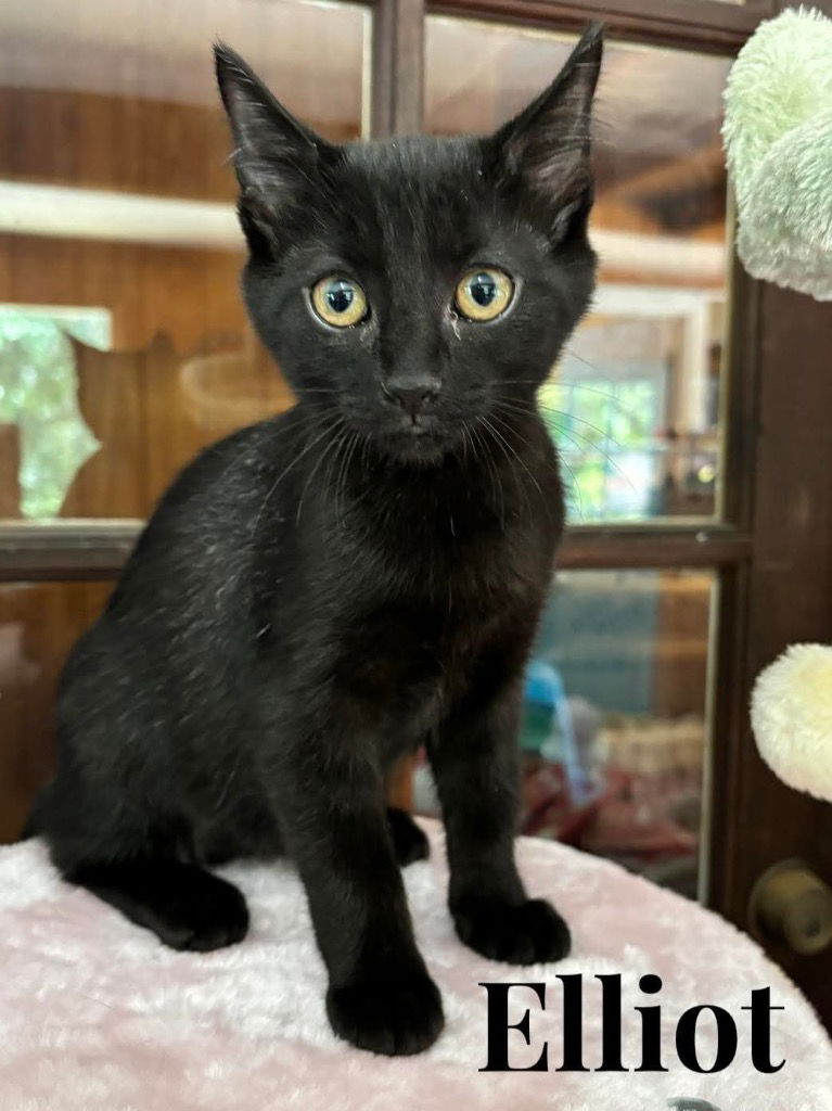 adoptable Cat in Rutherfordton, NC named Elliot