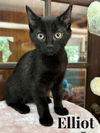 adoptable Cat in rutherfordton, NC named Elliot