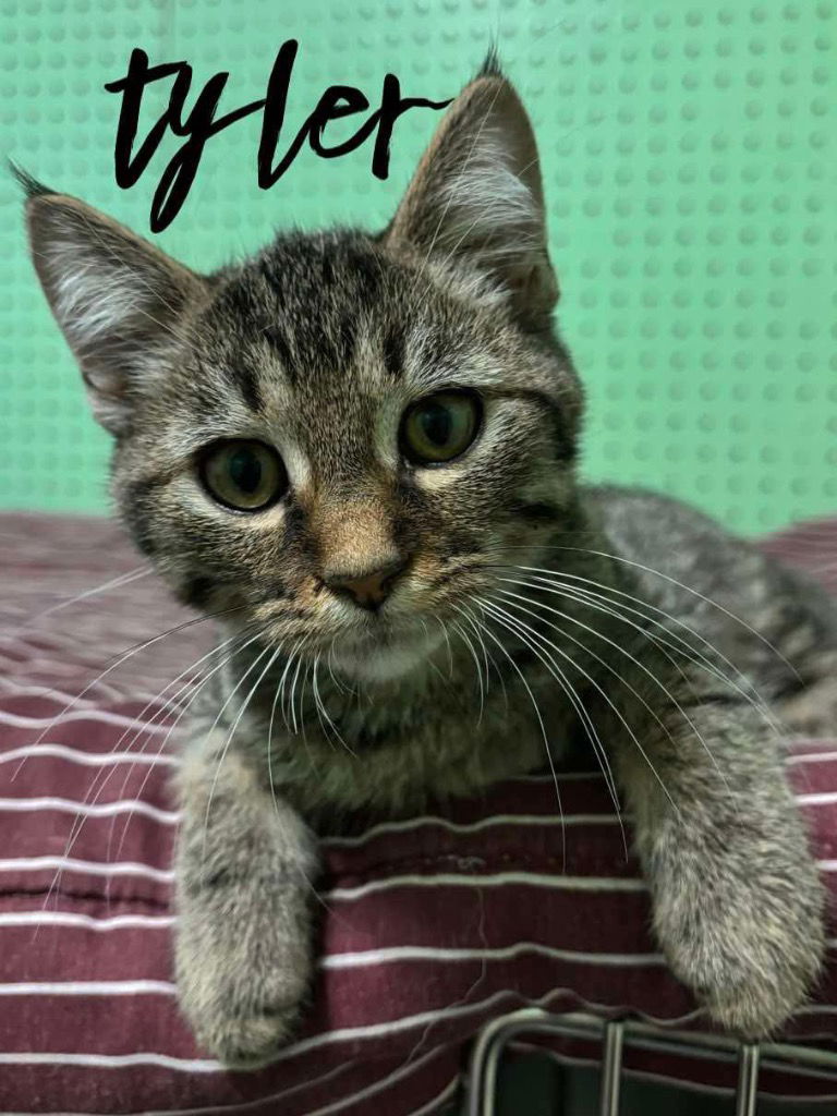 adoptable Cat in Rutherfordton, NC named Tyler