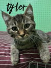 adoptable Cat in rutherfordton, NC named Tyler