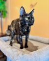 adoptable Cat in rutherfordton, NC named Annie