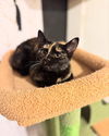 adoptable Cat in Rutherfordton, NC named Calie