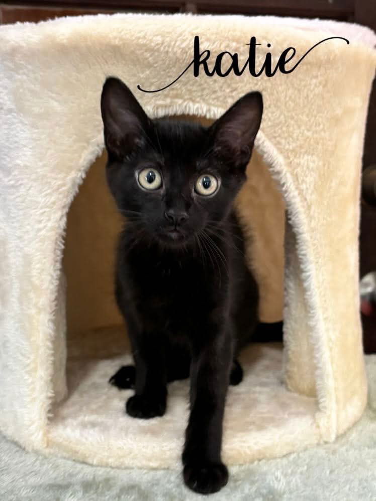 adoptable Cat in Rutherfordton, NC named Katie