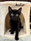 adoptable Cat in rutherfordton, NC named Katie