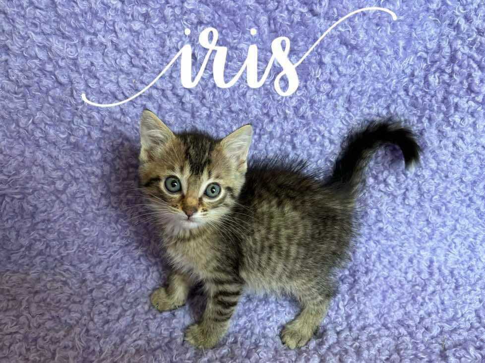 adoptable Cat in Rutherfordton, NC named Iris