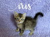 adoptable Cat in rutherfordton, NC named Iris