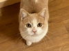 adoptable Cat in rutherfordton, NC named Nutmeg