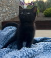 adoptable Cat in rutherfordton, NC named Darla