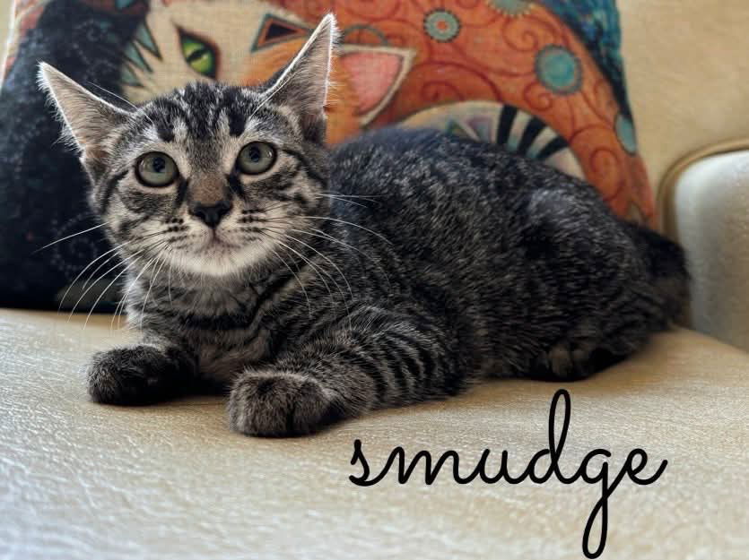 adoptable Cat in Rutherfordton, NC named Smudge