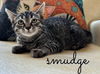 adoptable Cat in rutherfordton, NC named Smudge