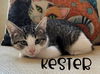 adoptable Cat in rutherfordton, NC named Kester