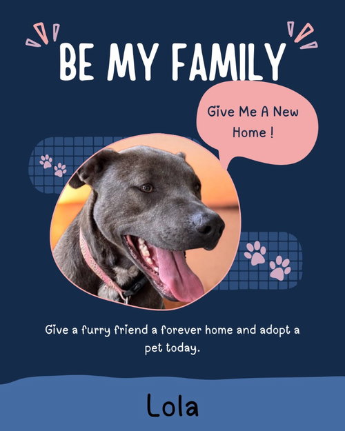 TIANA (LOLA) - Labrador Retriever available for adoption