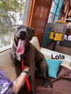 Tiana (Lola) - Photo 4